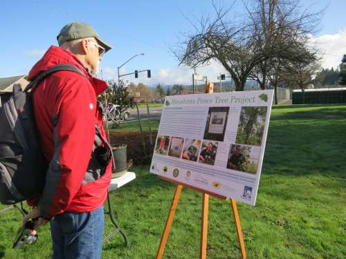 A man reads a large informational display about the Hiroshima Peace Tree project set up on an easel showing pictures of the seeds and saplings and surviving trees in Hiroshima